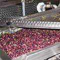Keleon production facilities 3